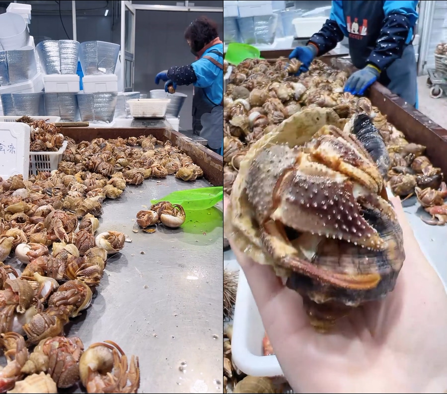 寄居蟹虾怪直播视频