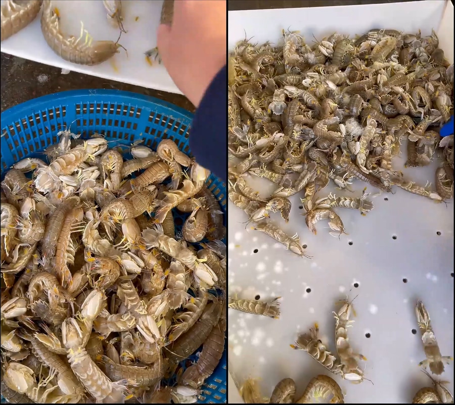 皮皮虾虾婆分拣直播视频