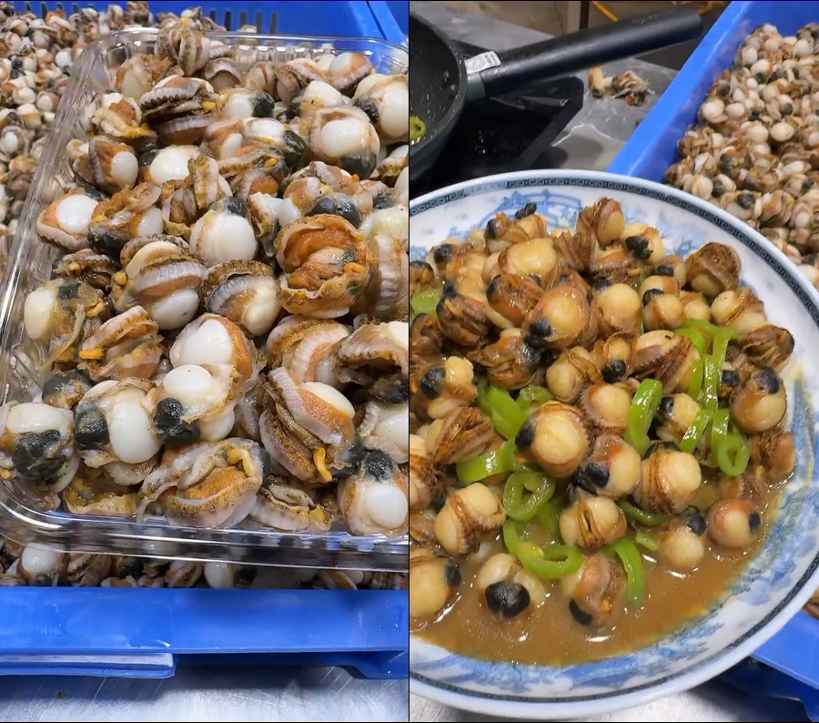 扇贝视频扇贝肉扇贝直播