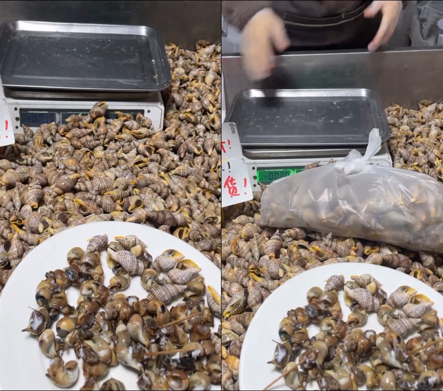 红枣螺贝贝螺小海螺白玉螺直播视频