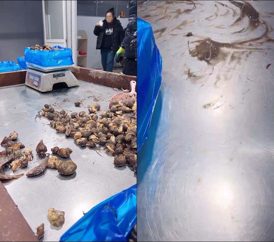 假鲍鱼老婆脚黄金鲍海蜗牛鲍螺