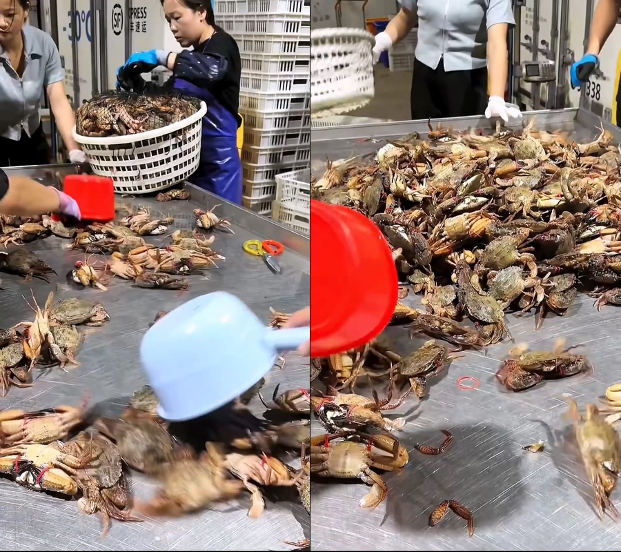 黑金刚蟹海蟹石蟹背景视频