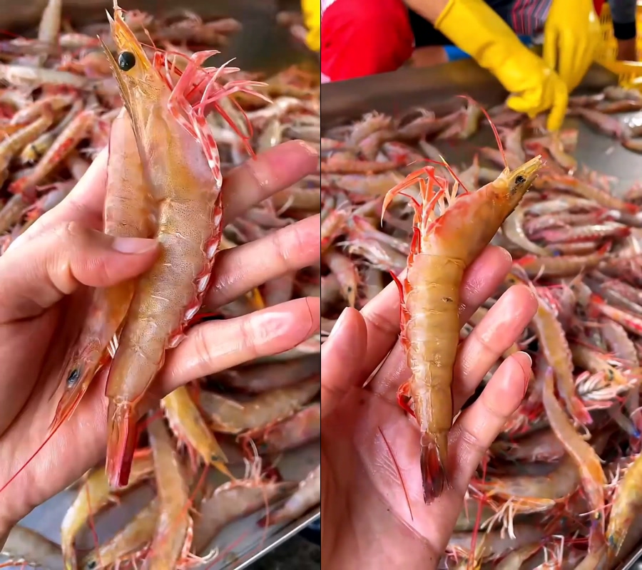 野生海明虾大明虾大虾对虾