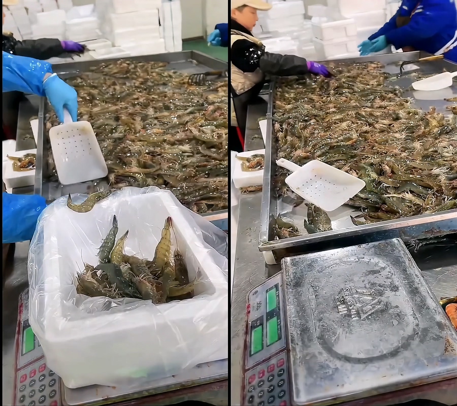 大虾不露脸视频直播视频