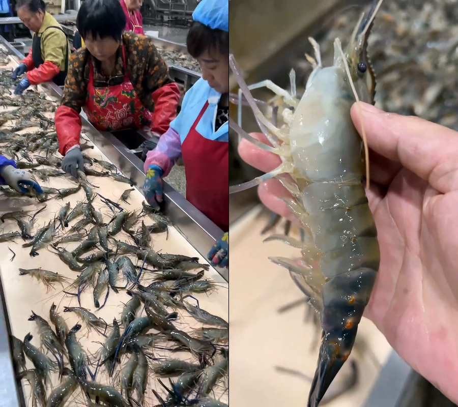 无缝循环罗氏虾工厂直播视频不出镜不露脸直播视频