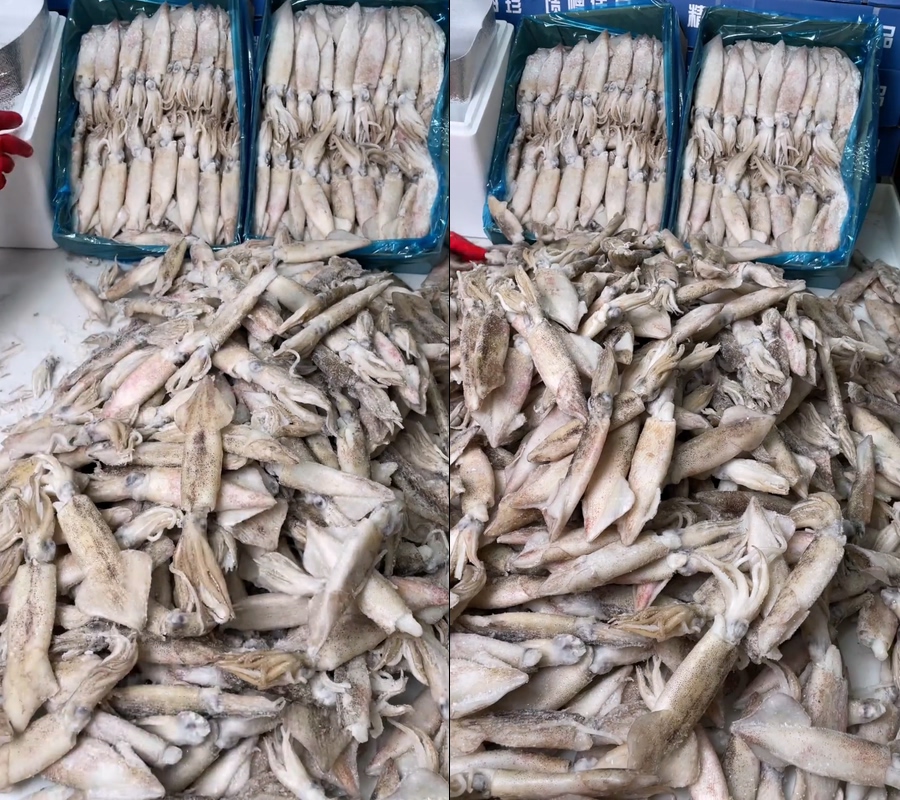 鱿鱼笔管鱿鱼直播视频