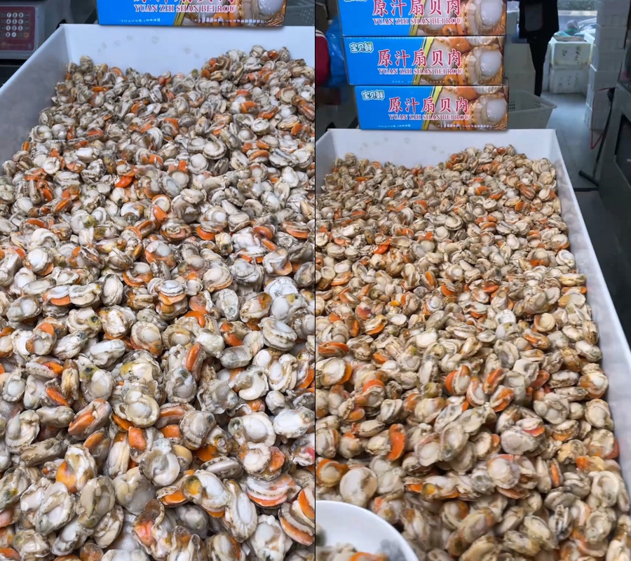 扇贝肉大扇贝直播视频