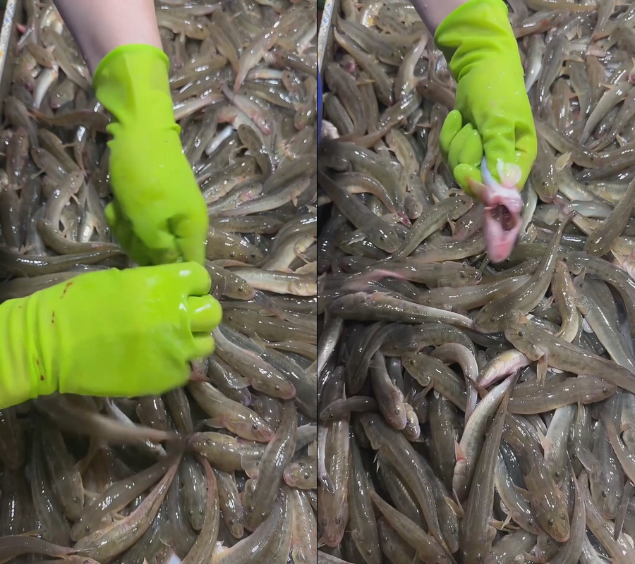 海鲜沙光鱼活鱼直播视频