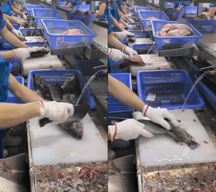 鲷鱼罗非鱼鲷鱼排罗非鱼排工厂流水线视频