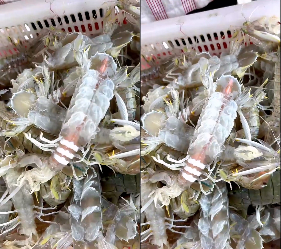 虾婆皮皮虾分拣直播视频