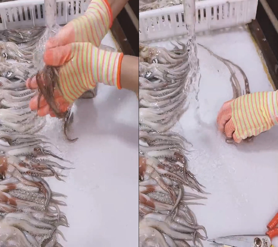 鱿鱼须鱿鱼大鱿鱼清理视频