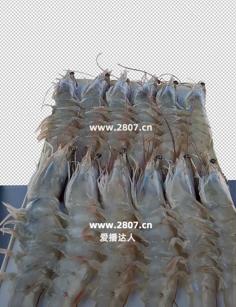 大虾海捕大虾海虾野生大虾直播贴片直播背景图片